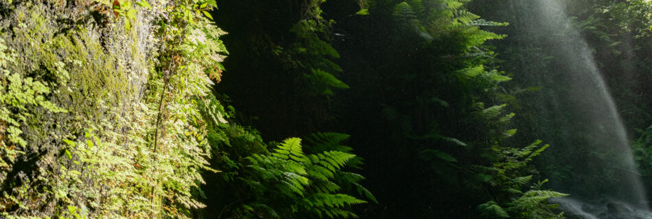 Soluciones basadas en la Naturaleza en la EU Green Week 2026